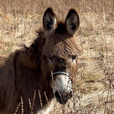 Beauregard profile picture