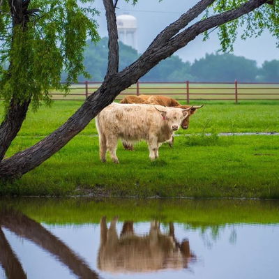 Willow Bend Ranch Highland Cattle Co. profile picture