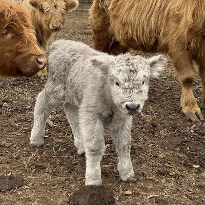 Pearl profile picture