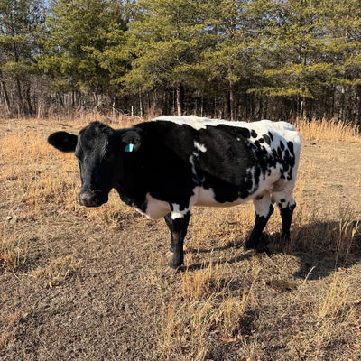 Dabby profile picture