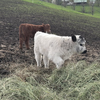 Keen Acres Miniature Cattle profile picture