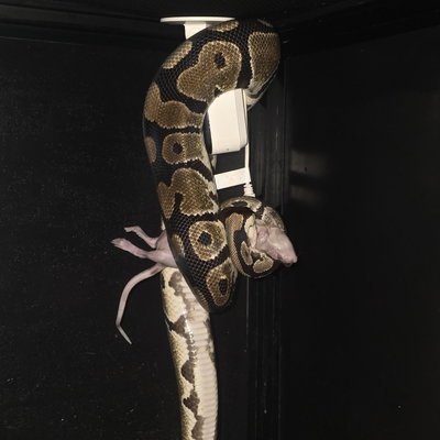 Larry profile picture