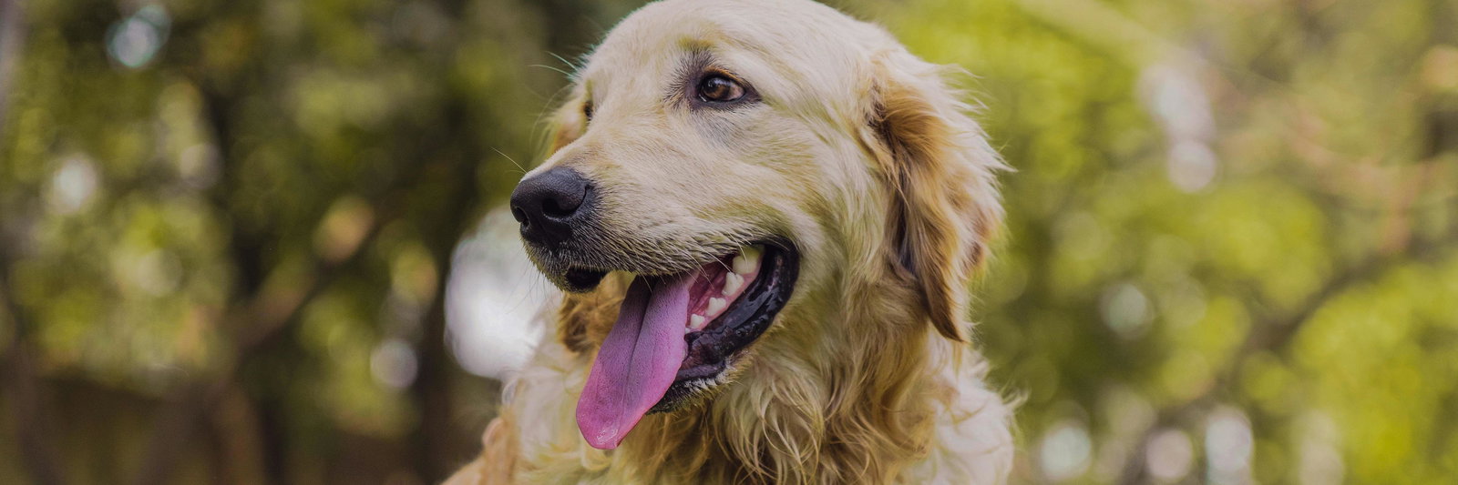 Meadow Valley Puppies profile cover image