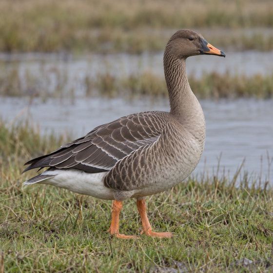 taiga bean goose