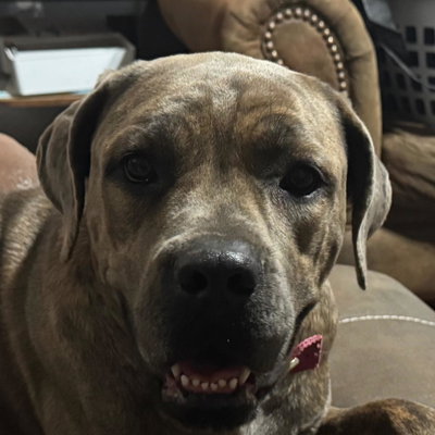 Xena Beana Seidel profile picture