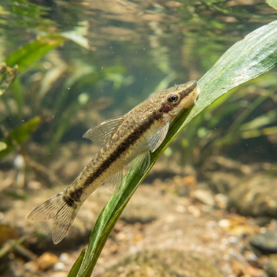 common otocinclus