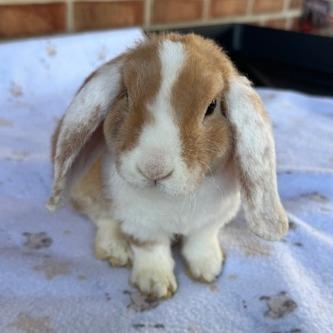 Reese profile picture