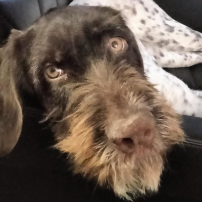 Jagged Edge German Wirehaired Pointers profile picture