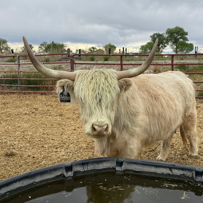 Pebbles profile picture