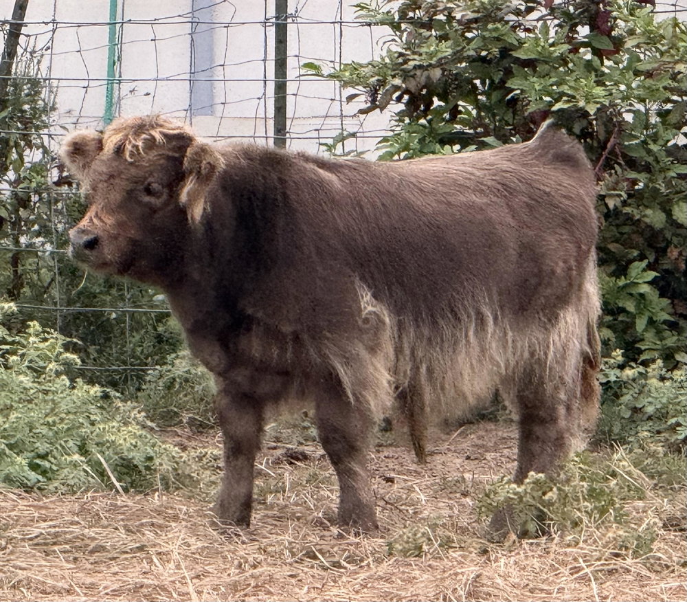 JCA Remington Steele, photo 3