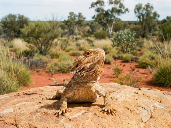 bearded dragon