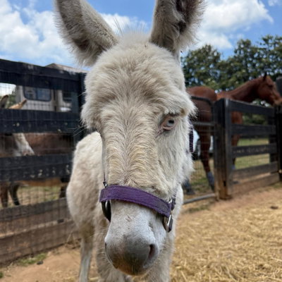 Olaf profile picture