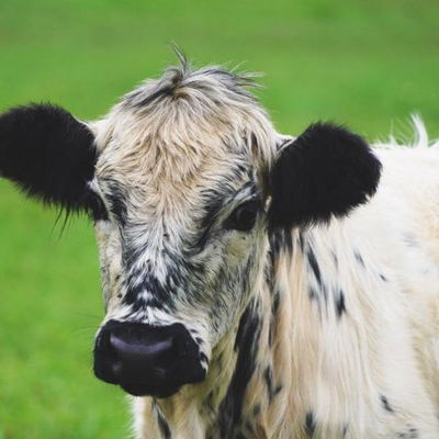 Hooley's Fiona profile picture