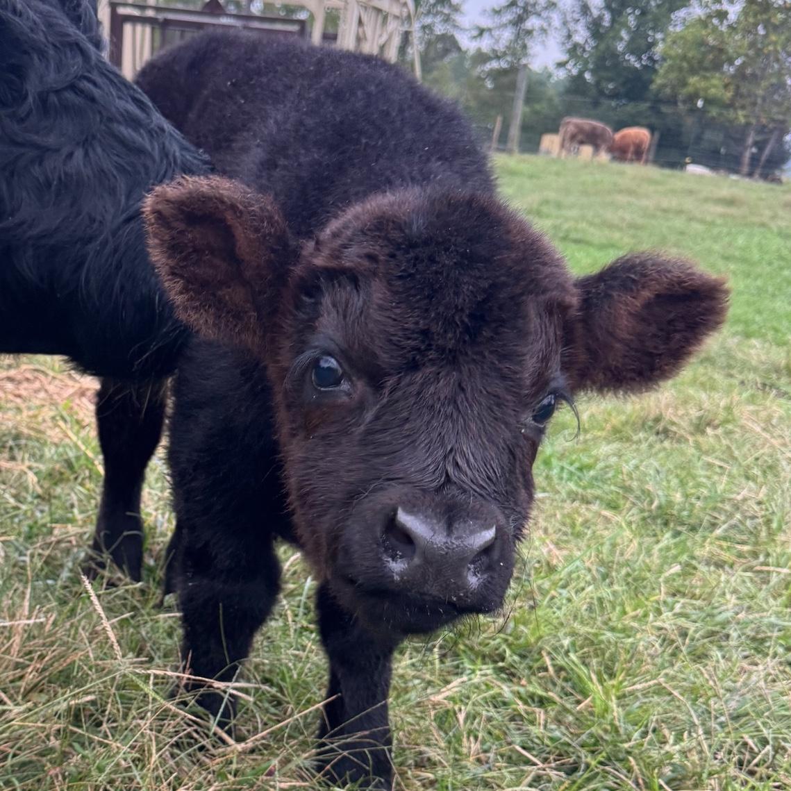 Ferdinand