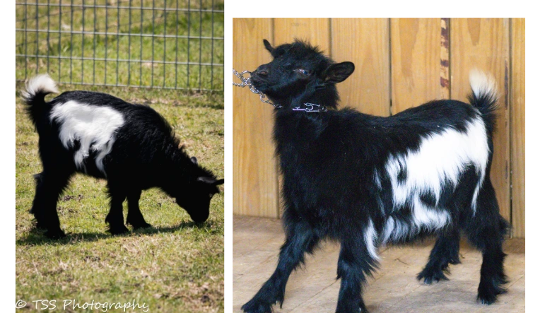 Hill Co Mini's Lady Camelot x Rose Quartz Amadeus Doe 1