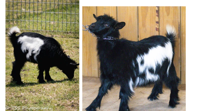Hill Co Mini's Lady Camelot x Rose Quartz Amadeus Doe 1 profile picture