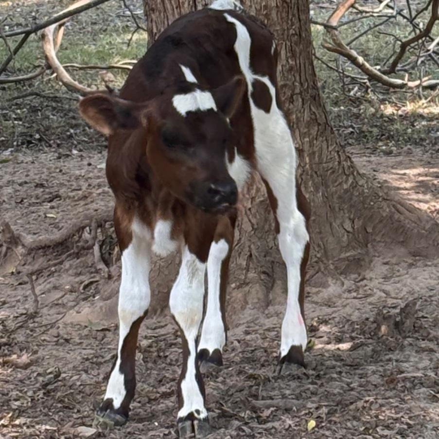 Maybelle