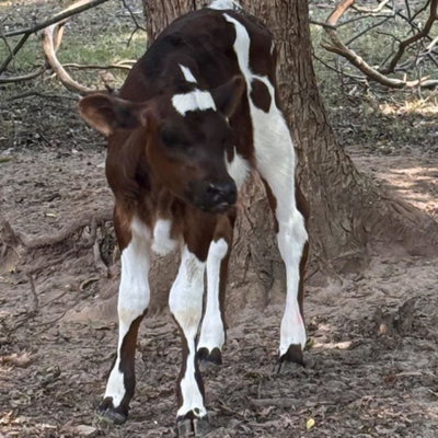 Maybelle profile picture