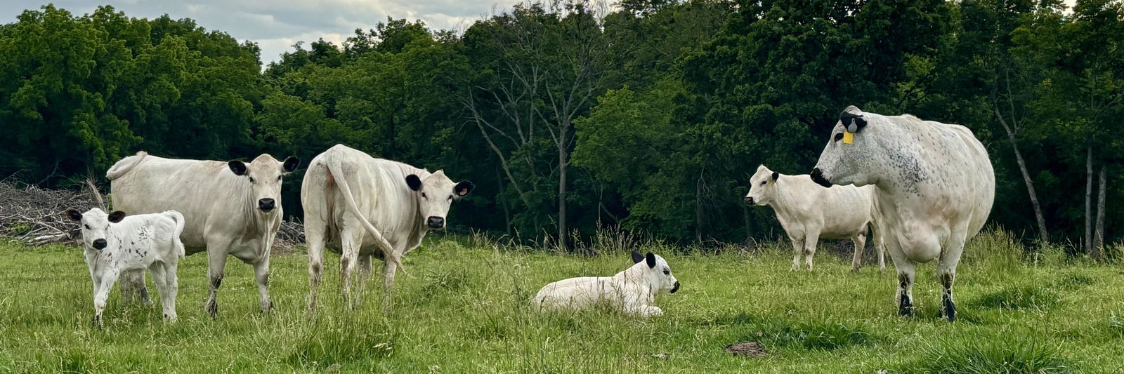 Iris profile cover image