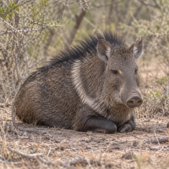 Chacoan peccary
