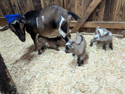 Photo of a Nigerian Dwarf goat recorded as buckskin