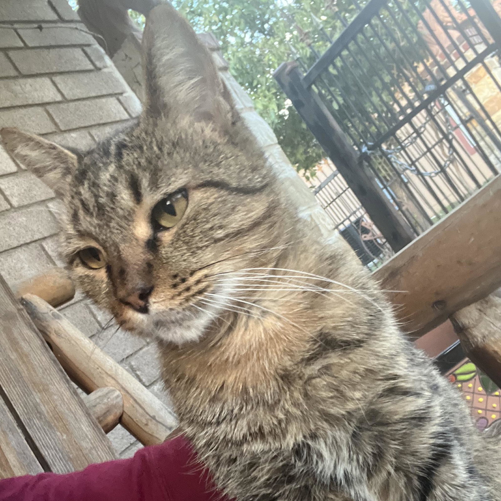 Fatt catt