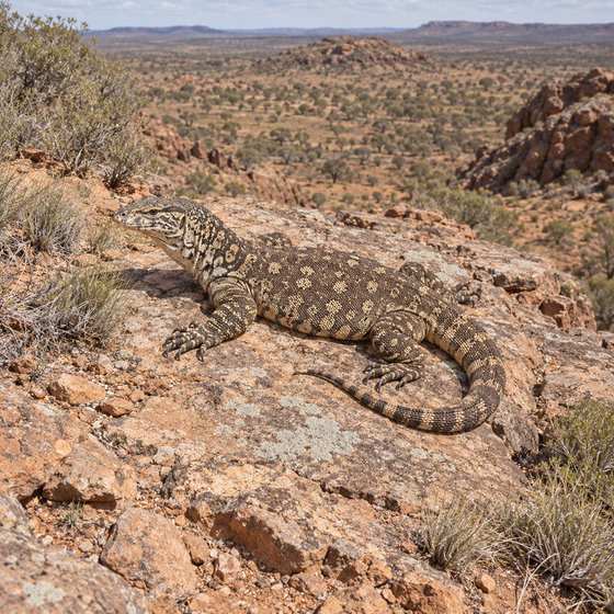 perentie