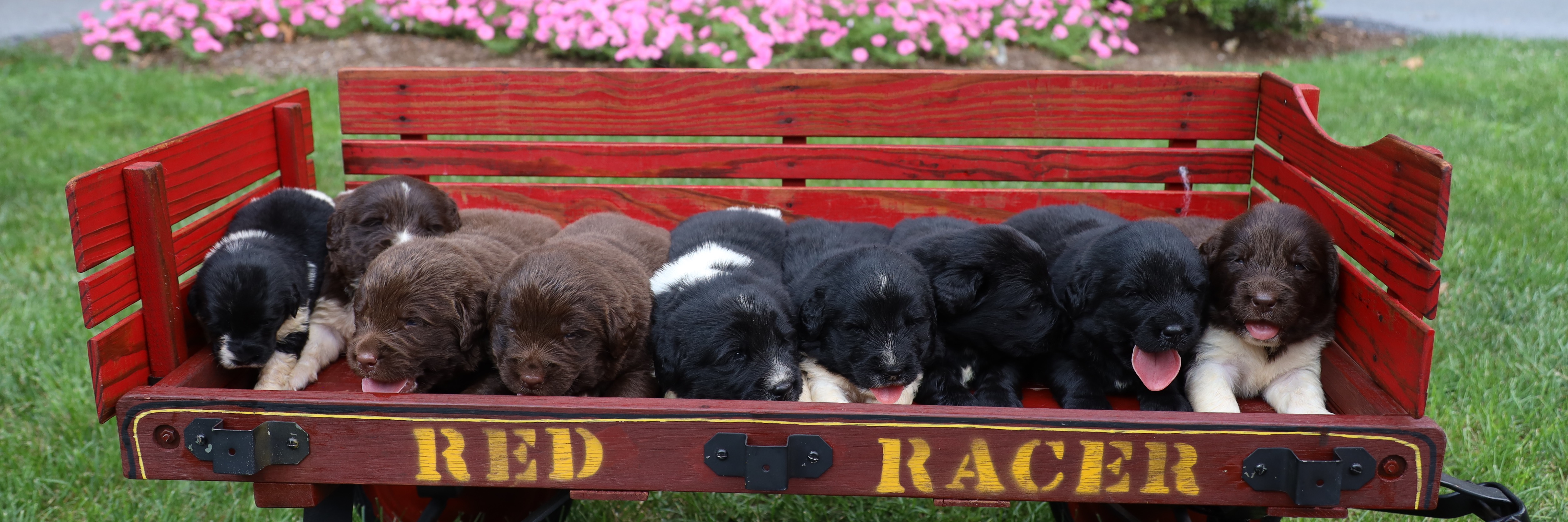 Little Mountain Puppies profile cover image
