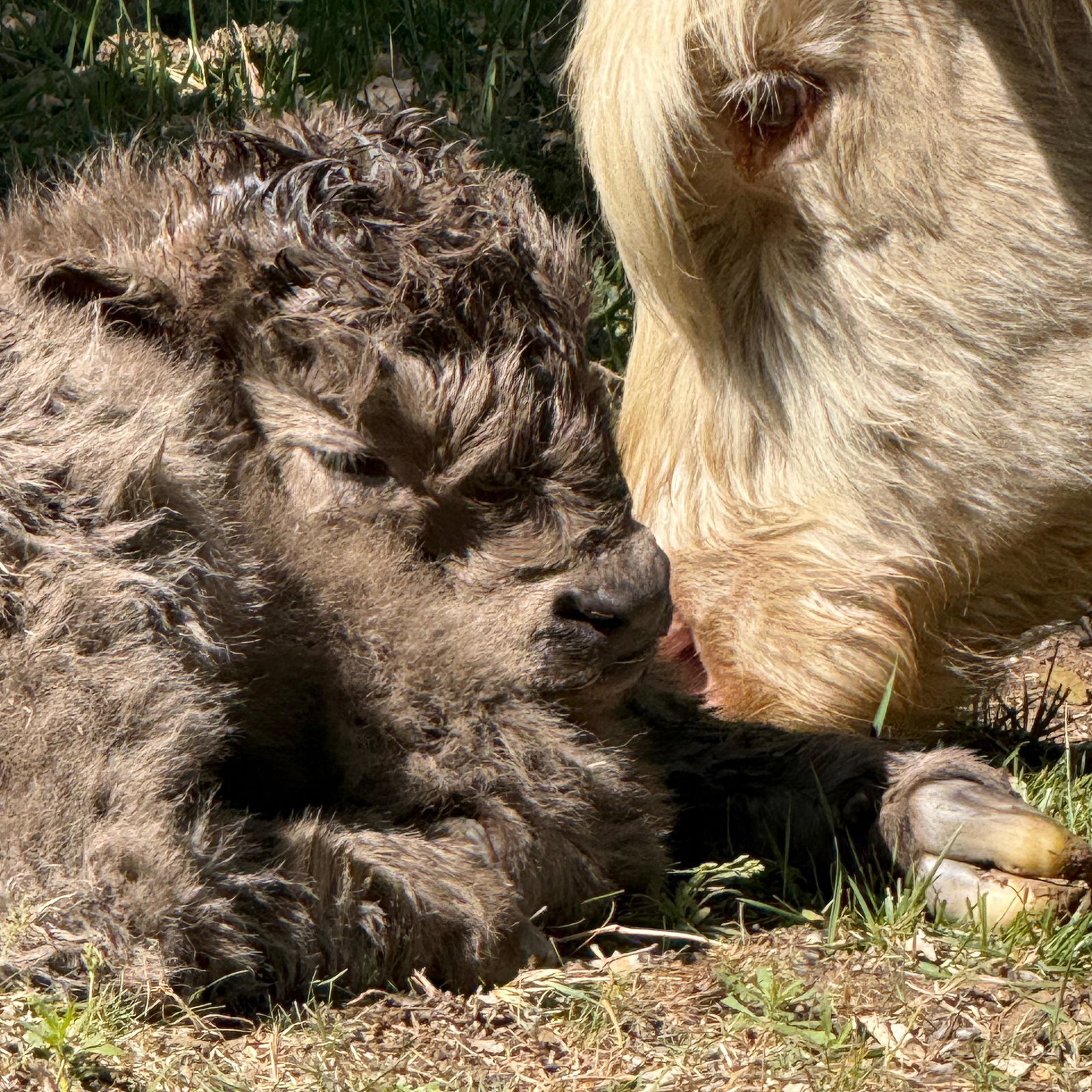 Dun bull calf