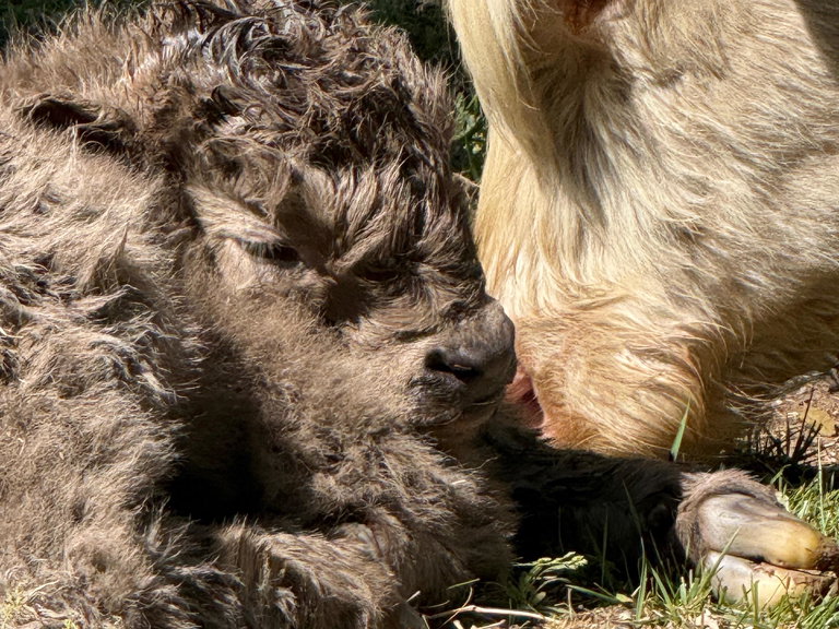 Dun bull calf