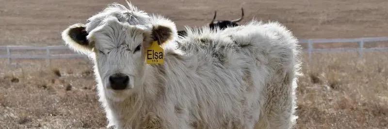 WM Cruella’s Elsa profile cover image