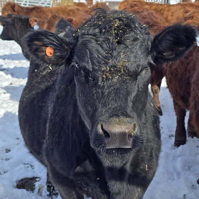 Maybelle profile picture