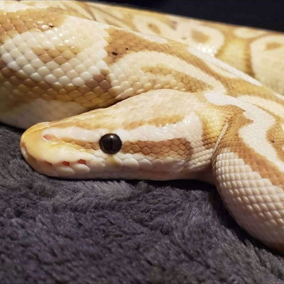 Casper profile picture