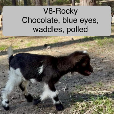 Rocky Road profile picture