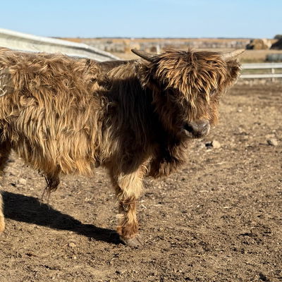 Noneya profile picture