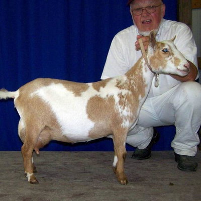GCH Chenango-Hills Bouncy Trixie 5*M V+EE89 profile picture