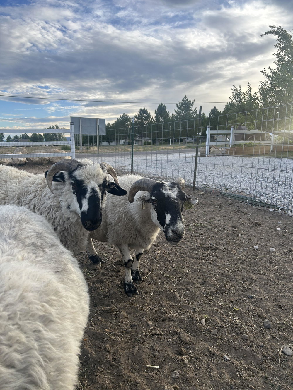 Valais starter herd, photo 6