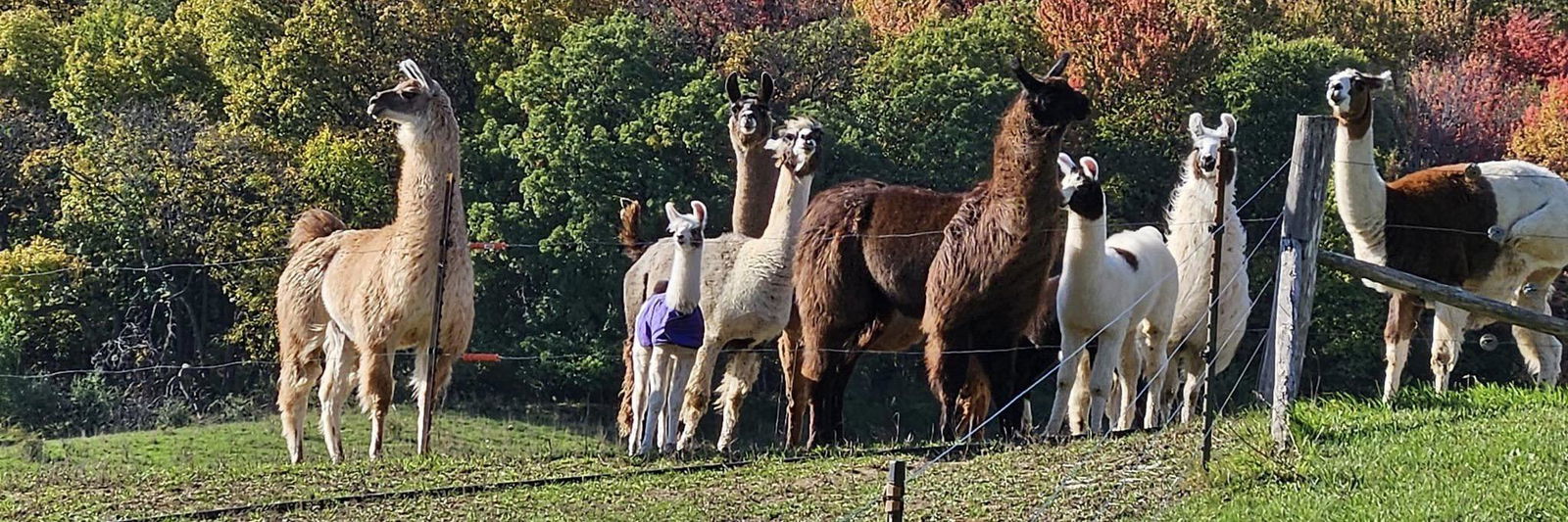 Plain Pastures profile cover image