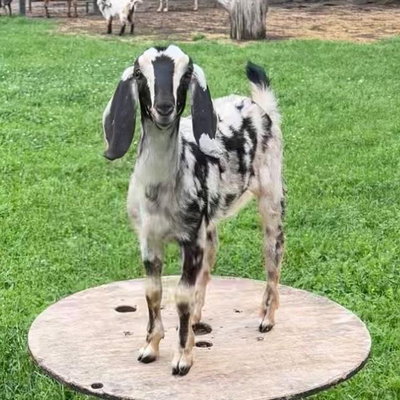 Dandy profile picture