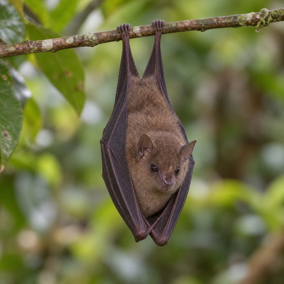 Seba's short-tailed bat