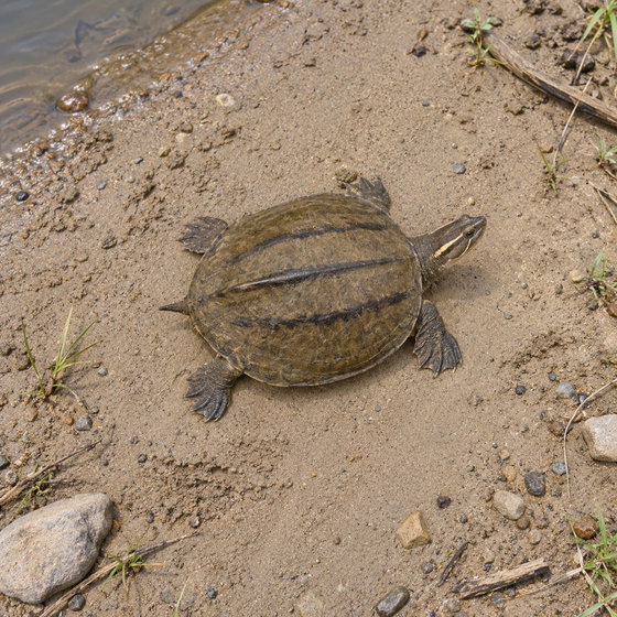 three-striped roofed turtle
