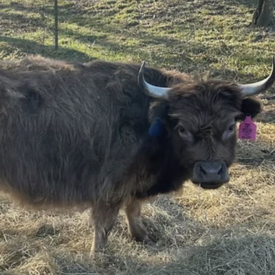 A Peculiar Farm Melody profile picture