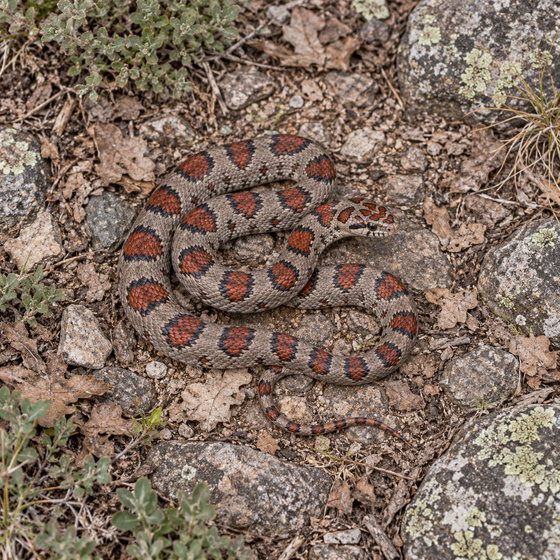 Mexican kingsnake