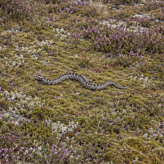adder