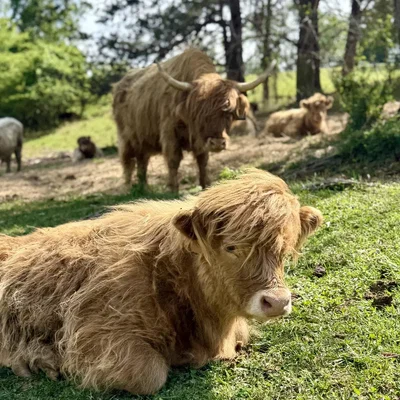 Heifer Calf profile picture