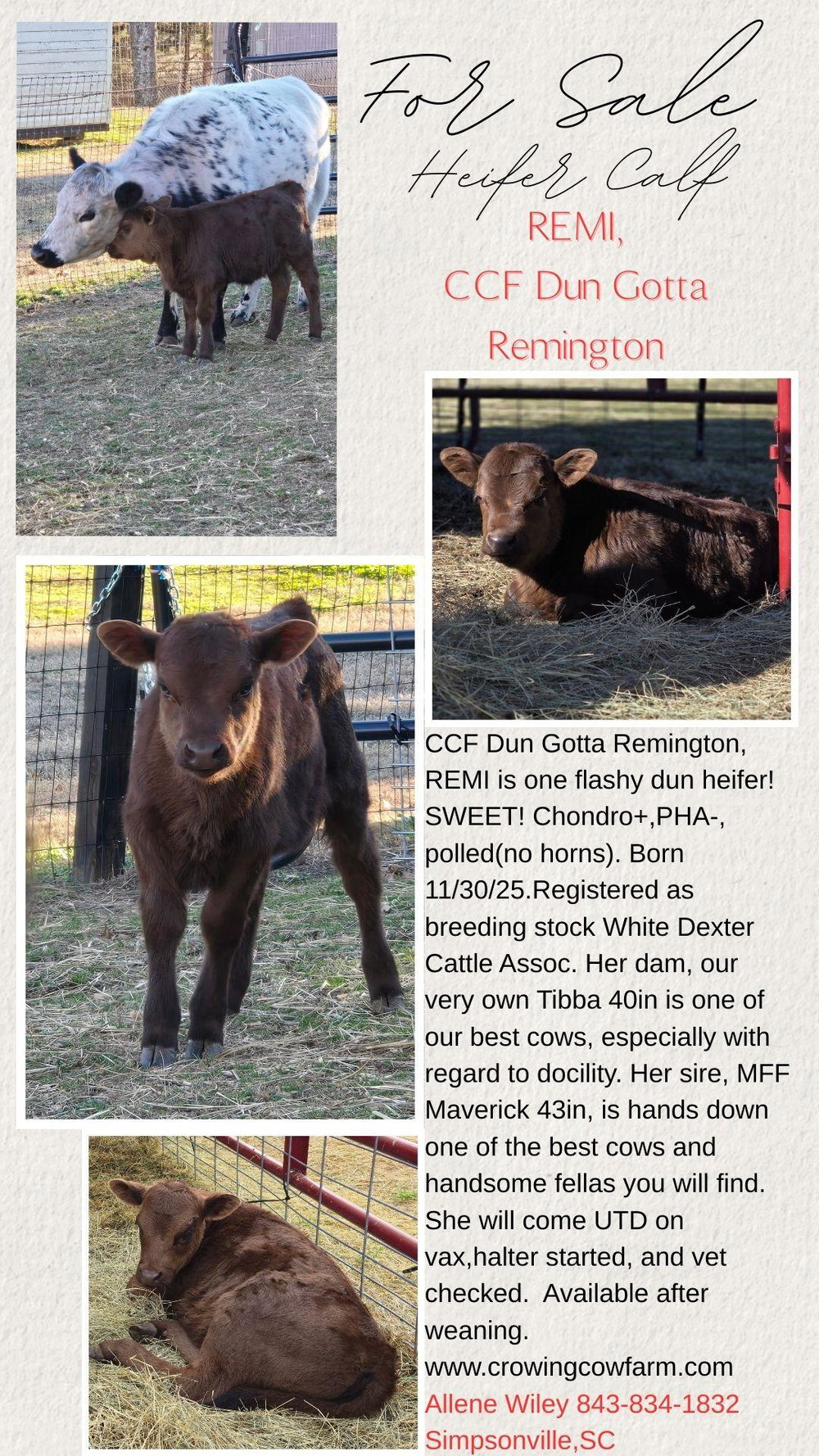 CCF Dun Gotta Remington "REMI", photo 5