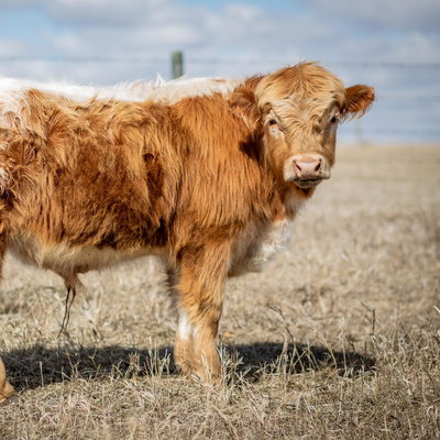 Willie profile picture