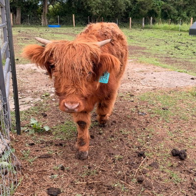 Rusty profile picture