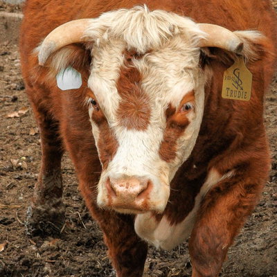 Trudie profile picture