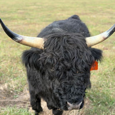 A Peculiar Farm Tar profile picture